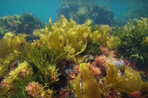 horta no mar