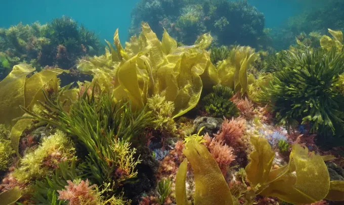 horta no mar