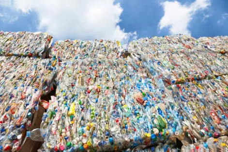 bacteria que decompoe plasticos