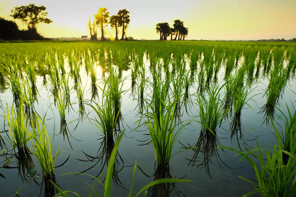 concreto e arroz