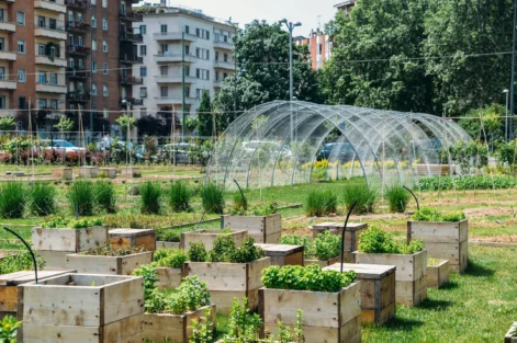agricultura urbana