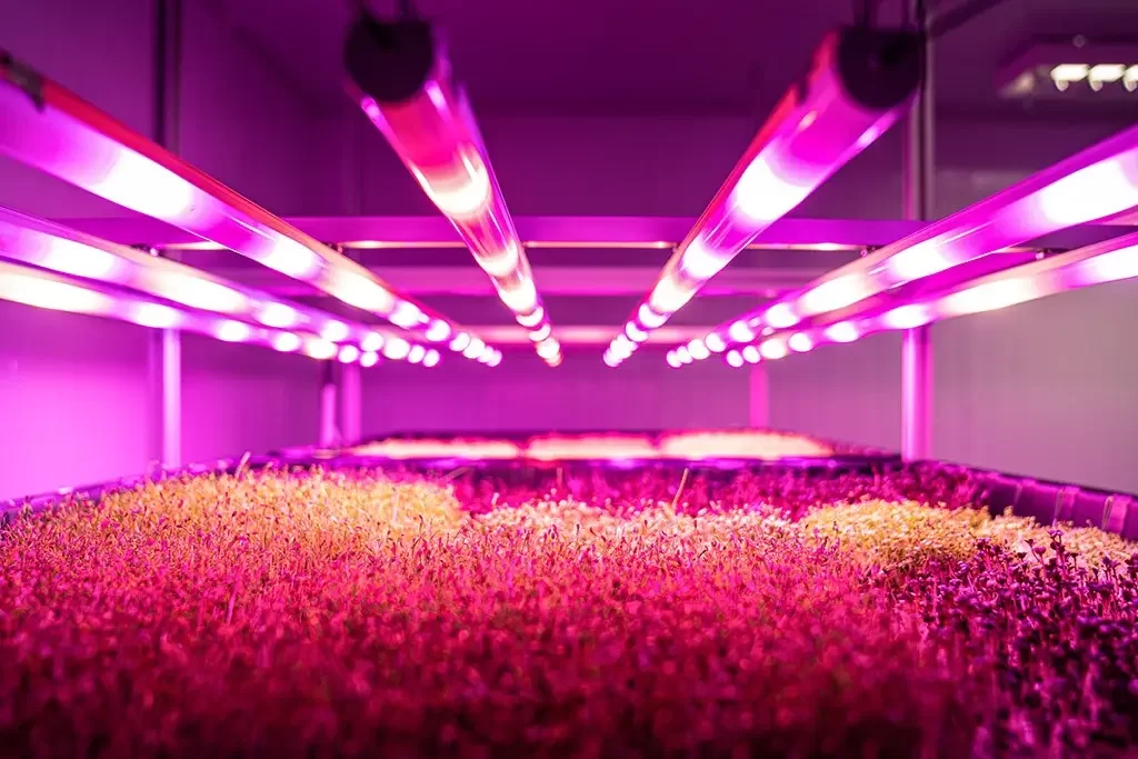 agricultura urbana