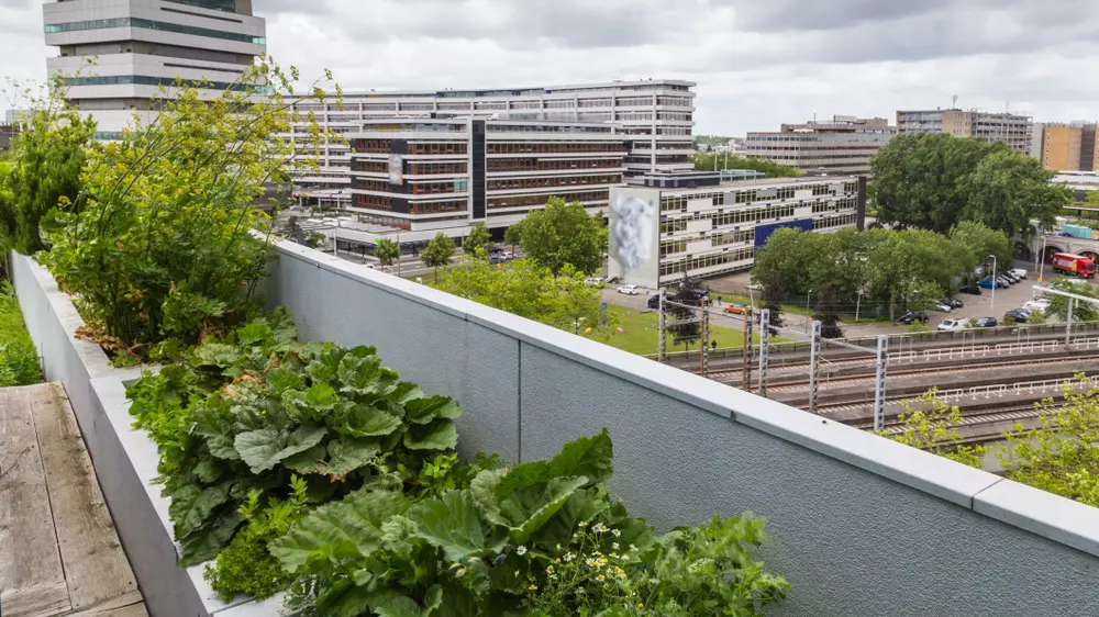 agricultura urbana