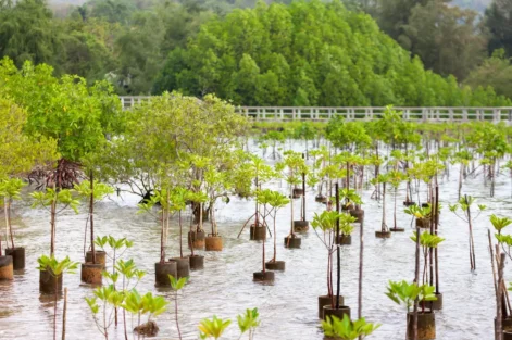 restauracao de ecossistemas