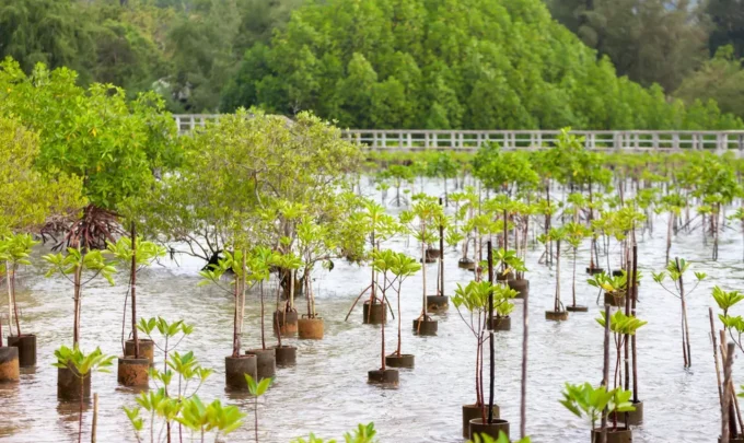 restauracao de ecossistemas
