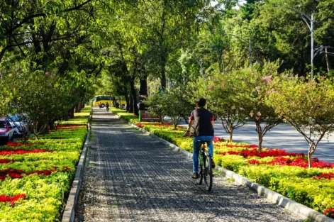 silvicultura urbana