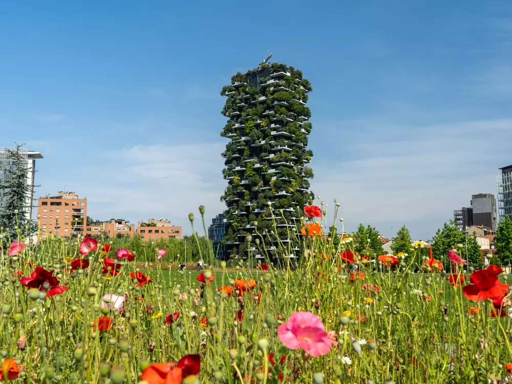 silvicultura urbana