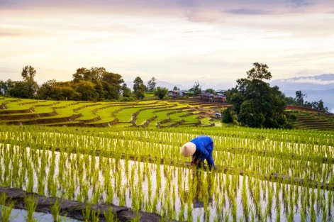 plantações de arroz