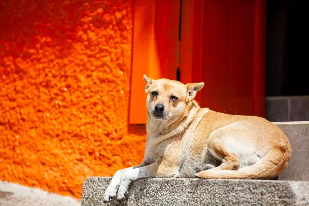 Cachorro deitado em escada com fundo laranja, na Colômbia.