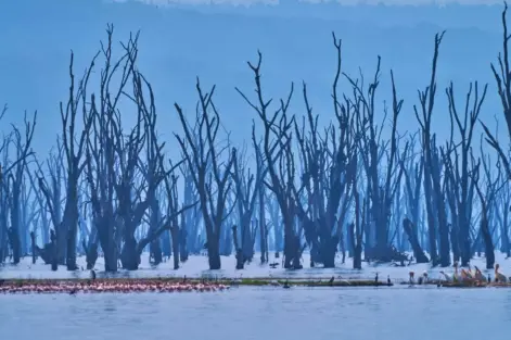 Lago Nakuru na Kenia com árvores secas ao redor e flamingos na água, cenário natural do parque de vida selvagem.